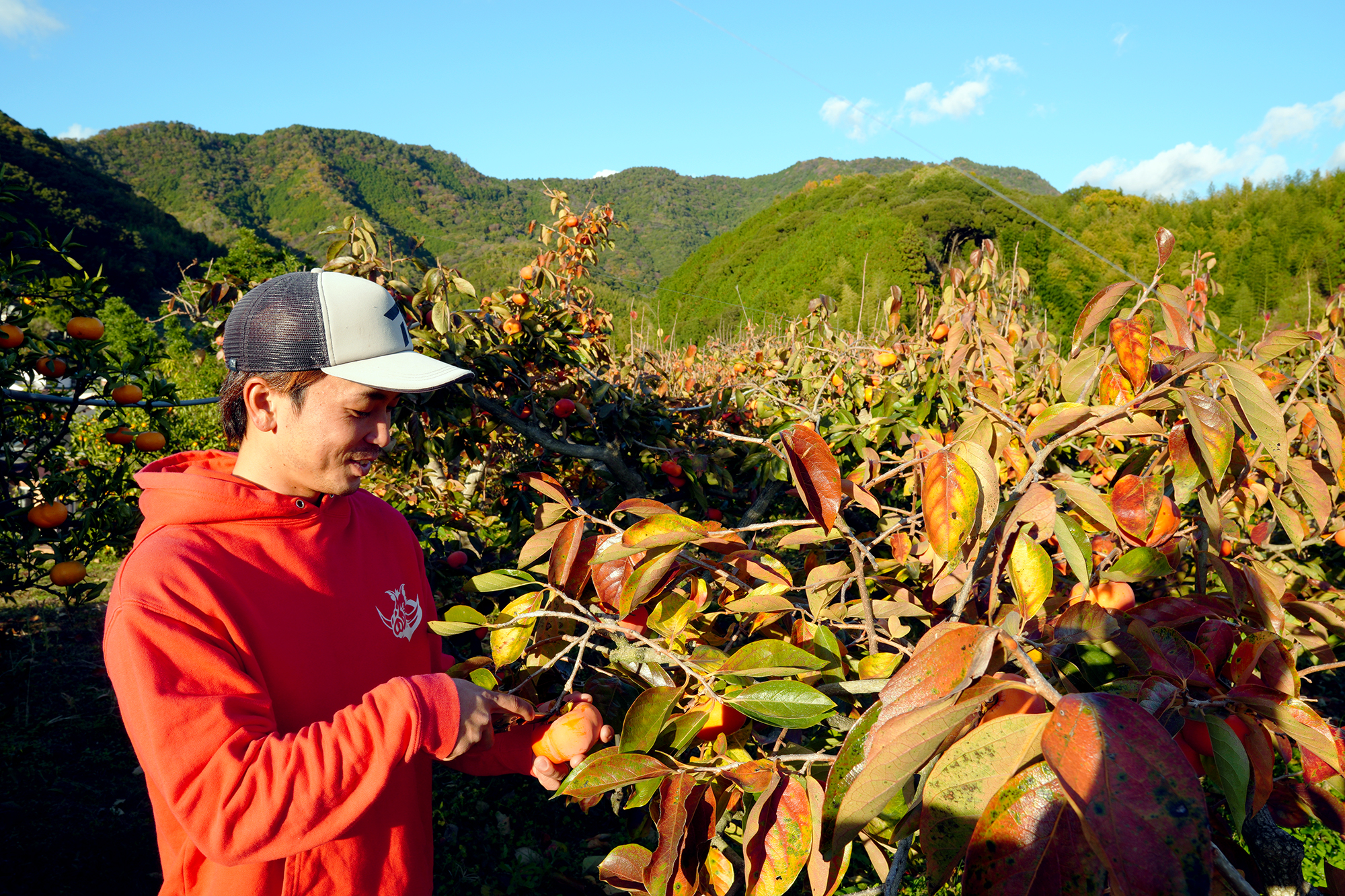 宇和島市柿原柿　YAMAICHI FARM